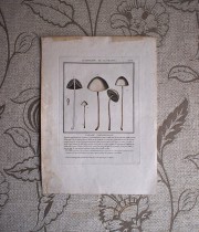キノコの版画 17 L’agaric Papilionnacé