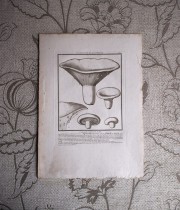 キノコの版画 18 L’agaric Laiteux Âcre