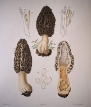 Iconographie des Champignons
