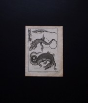 博物画 Reptiles 1
