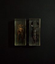 昆虫のアクリル標本 2