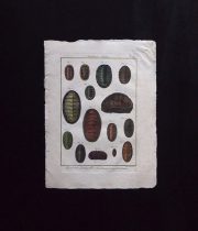 博物図版 Chiton 2