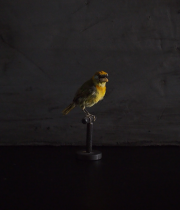 鳥の剥製 42 Merle à flancs roux