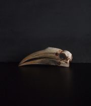 Rhinocéros Buceros 犀鳥の頭蓋骨 5