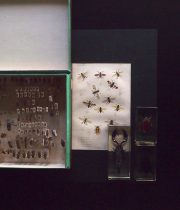 2019年ハッピー・バッグ 虫袋 C