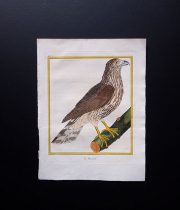 ビュフォンの鳥類史 K Le Busard