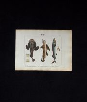 魚類の図版