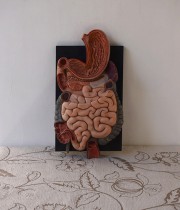 人体解剖模型 intestin 腸