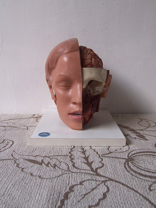 人体解剖模型 tête 頭部