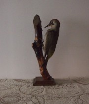 鳥の剥製 8 Eurasian green woodpecker