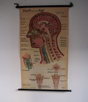 人体解剖図のタペストリー