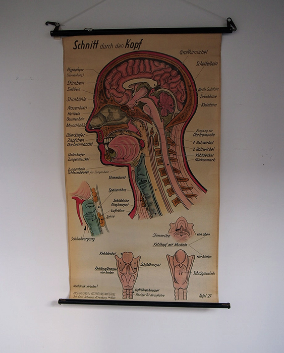 人体解剖図のタペストリー