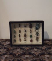 甲虫類の標本