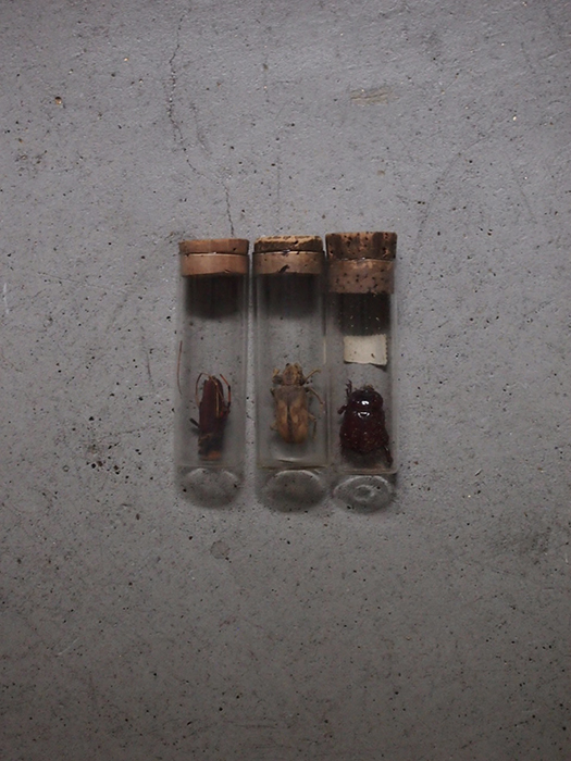試験管に入った虫の標本3本