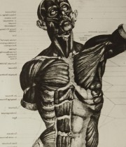 人体解剖図のガラス板