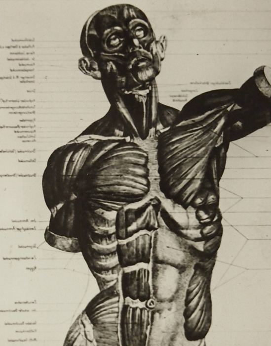 人体解剖図のガラス板
