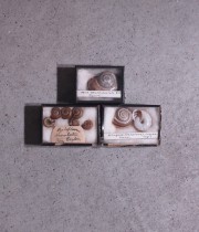 古い貝の標本3個