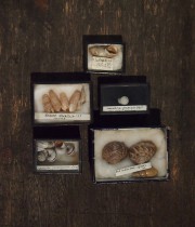 古い巻貝の標本 5個
