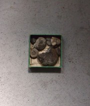 巻貝の化石 3