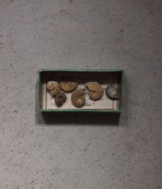 巻貝の化石 2