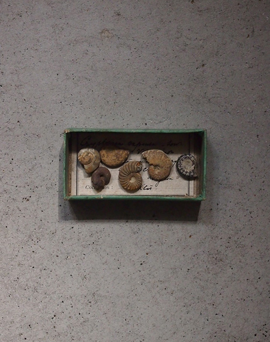 巻貝の化石 2
