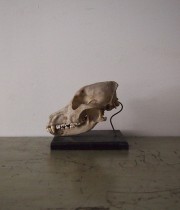 オオカミの頭蓋骨　Crâne de loup