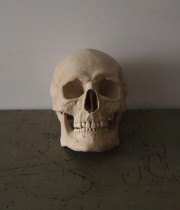 頭蓋骨の模型 Crâne