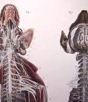 犬の解剖図 systeme nerveux du chien