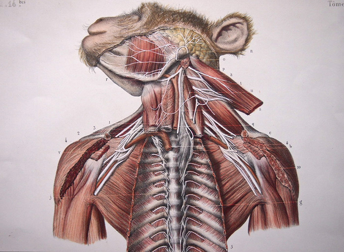 猿の解剖図 du système nerveux grand sympathique
