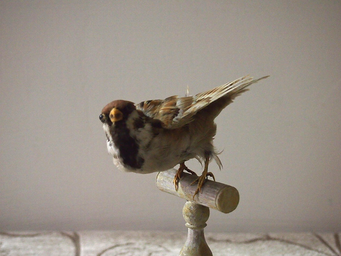 鳥の剥製 19 Moineau | アンティーク・フランス雑貨店_antiqueSalon
