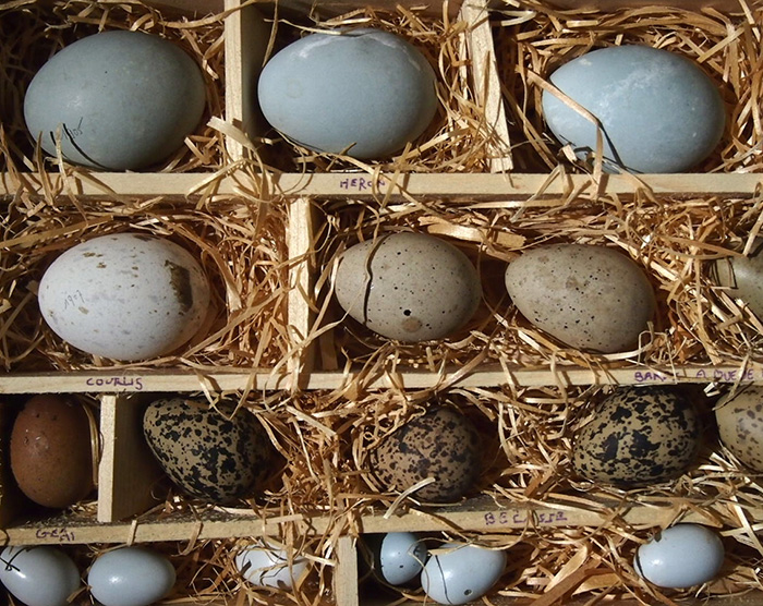 卵の標本 Les échantillons d’oeufs