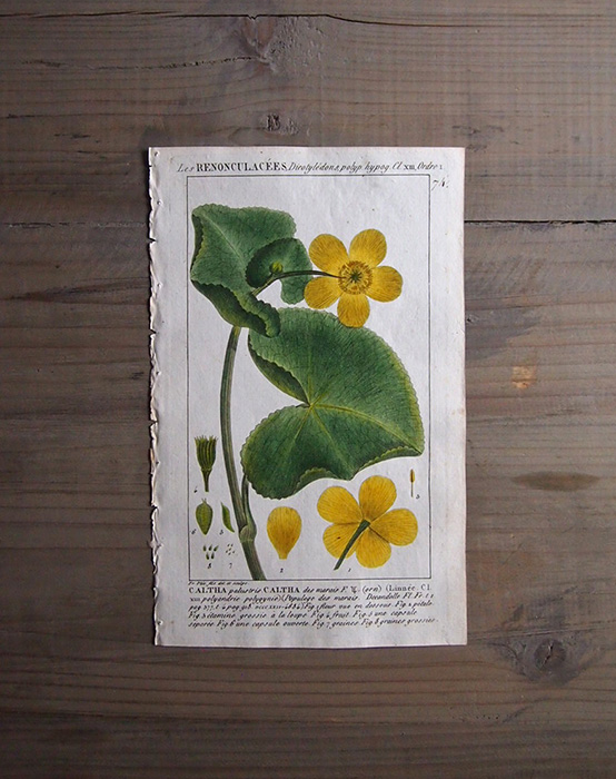 19世紀の植物版画 Renonculacées