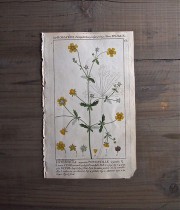 19世紀の植物版画 Potentilla