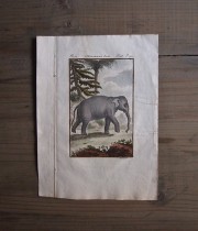 18世紀の動物版画 Eléphant