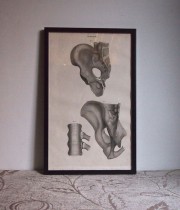 人体解剖図 Astley Cooper 1