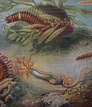海の生き物の版画 3枚