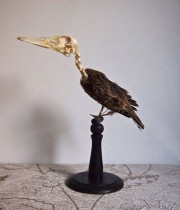 スケルトン・ヘッドを持つ鳥の剥製