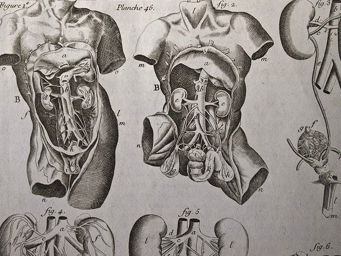 Une Anatomie 人体解剖図 内臓 1 アンティーク フランス雑貨店 Antiquesalon