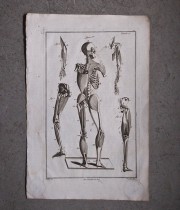 Une anatomie 人体解剖図 筋肉 2