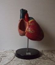 人体解剖模型  Modell des Herzens  心臓