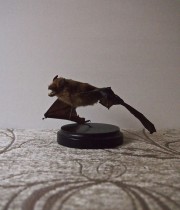 蝙蝠の標本  Spécimens de chauves-souris