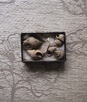 貝の化石の標本 1　Fossil des coquillages