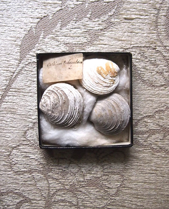 貝の化石の標本 4　Fossil des coquillages
