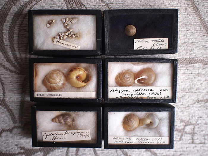 貝の標本6個セット | アンティーク・フランス雑貨店_antiqueSalon