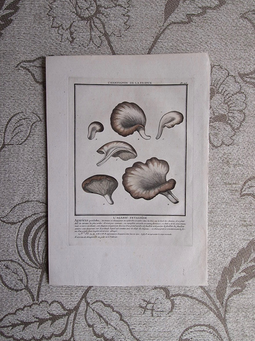 キノコの版画 20  L’agaric Petalolde