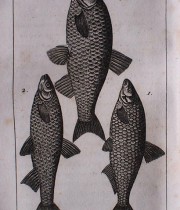 Buffon Histoire Naturelle  poisson tome VII