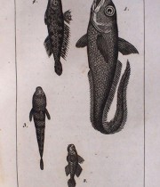 Buffon Histoire Naturelle poisson tome II