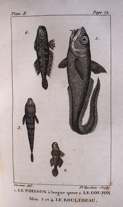 Buffon Histoire Naturelle poisson tome II