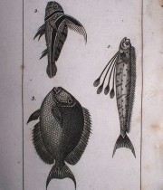 Buffon Histoire Naturelle  poisson tome III
