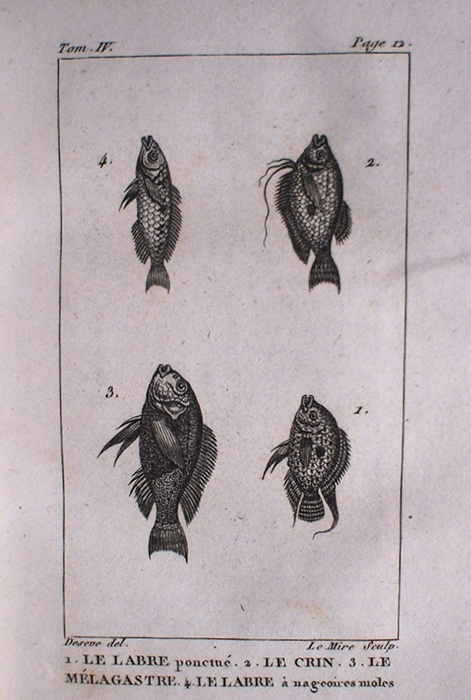 Buffon Histoire Naturelle  poisson tome IV